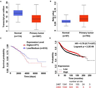 rs12537 Is a Novel Susceptibility SNP Associated With Estrogen Receptor Positive Breast Cancer in Chinese Han Population